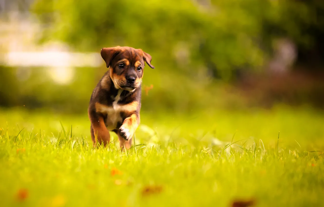 Photo wallpaper puppy, weed, dog