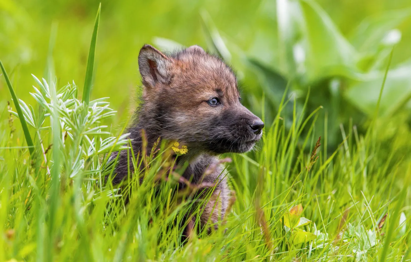 Photo wallpaper summer, grass, wolf, spring, puppy, the cub