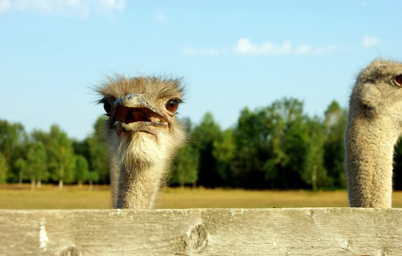 Photo wallpaper the sun, animal, ostrich, farm