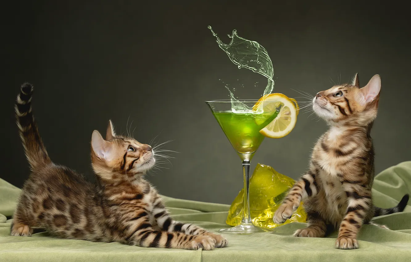 Wallpaper background, glass, kittens, cocktail, a couple, Bengal cat