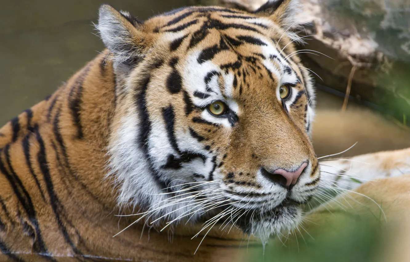Photo wallpaper tiger, portrait, predator, handsome