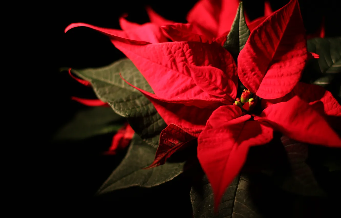 Photo wallpaper flower, holiday, star, Christmas, poinsettia, Poinsettia
