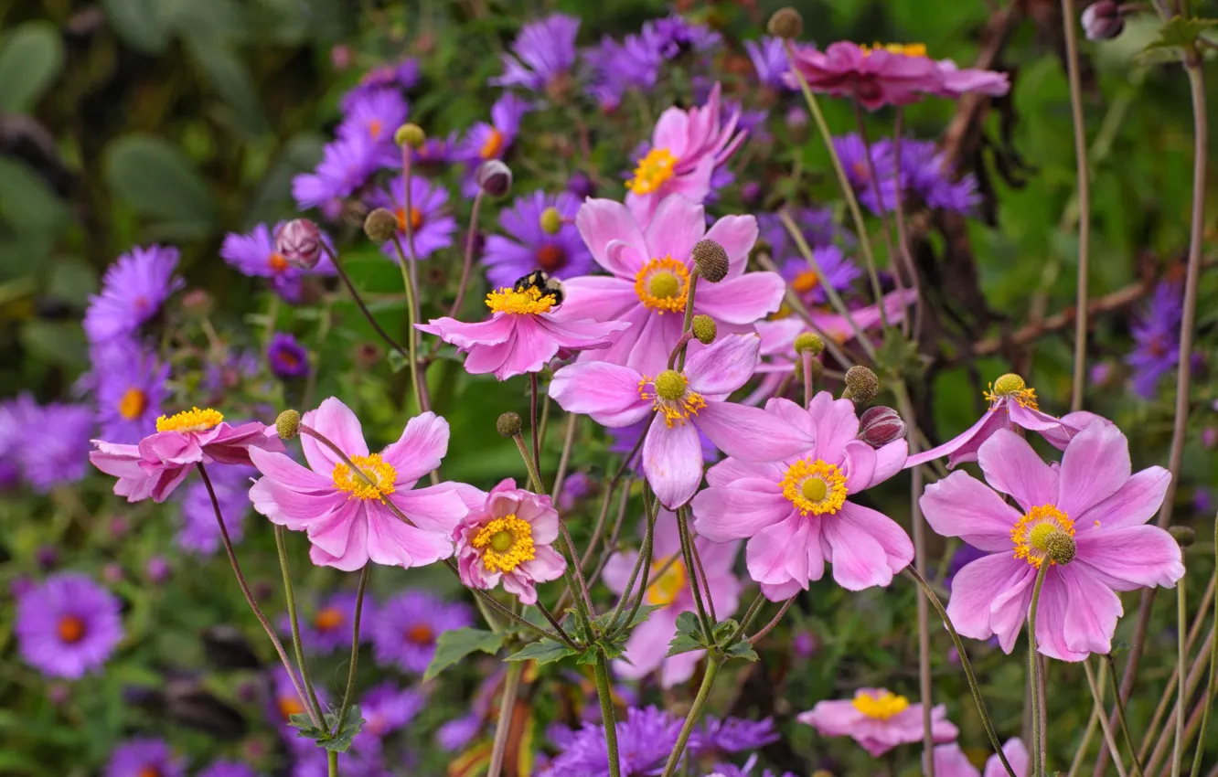 Photo wallpaper flowers, bee, garden, pink, bumblebee, anemones