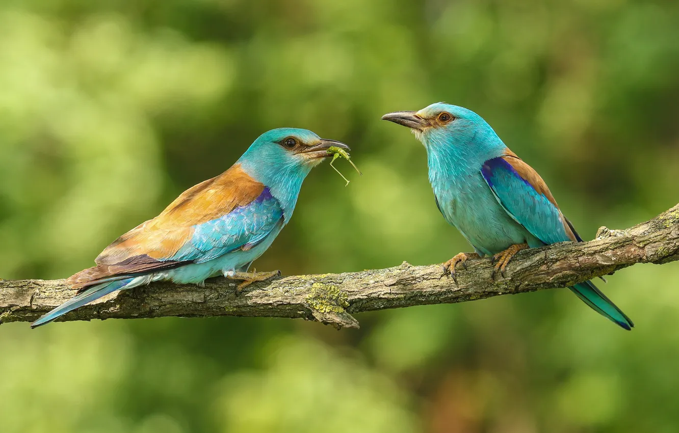 Photo wallpaper branches, nature, bird, pair