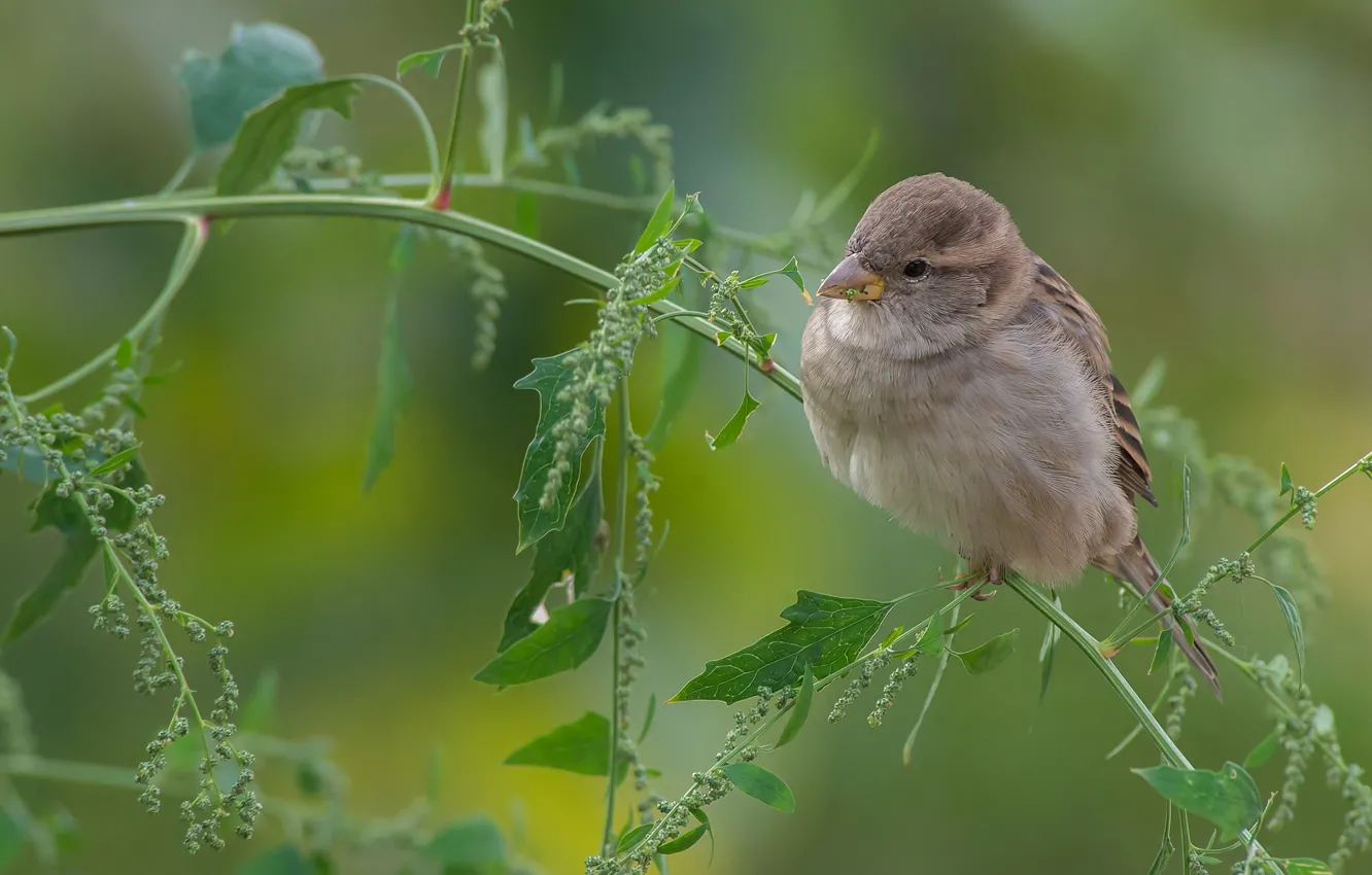 Photo wallpaper bird, Sparrow, a blade of grass, Sparrow