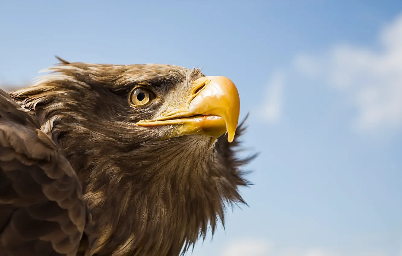 Photo wallpaper bird, Tawny Eagle, Awaiting Command
