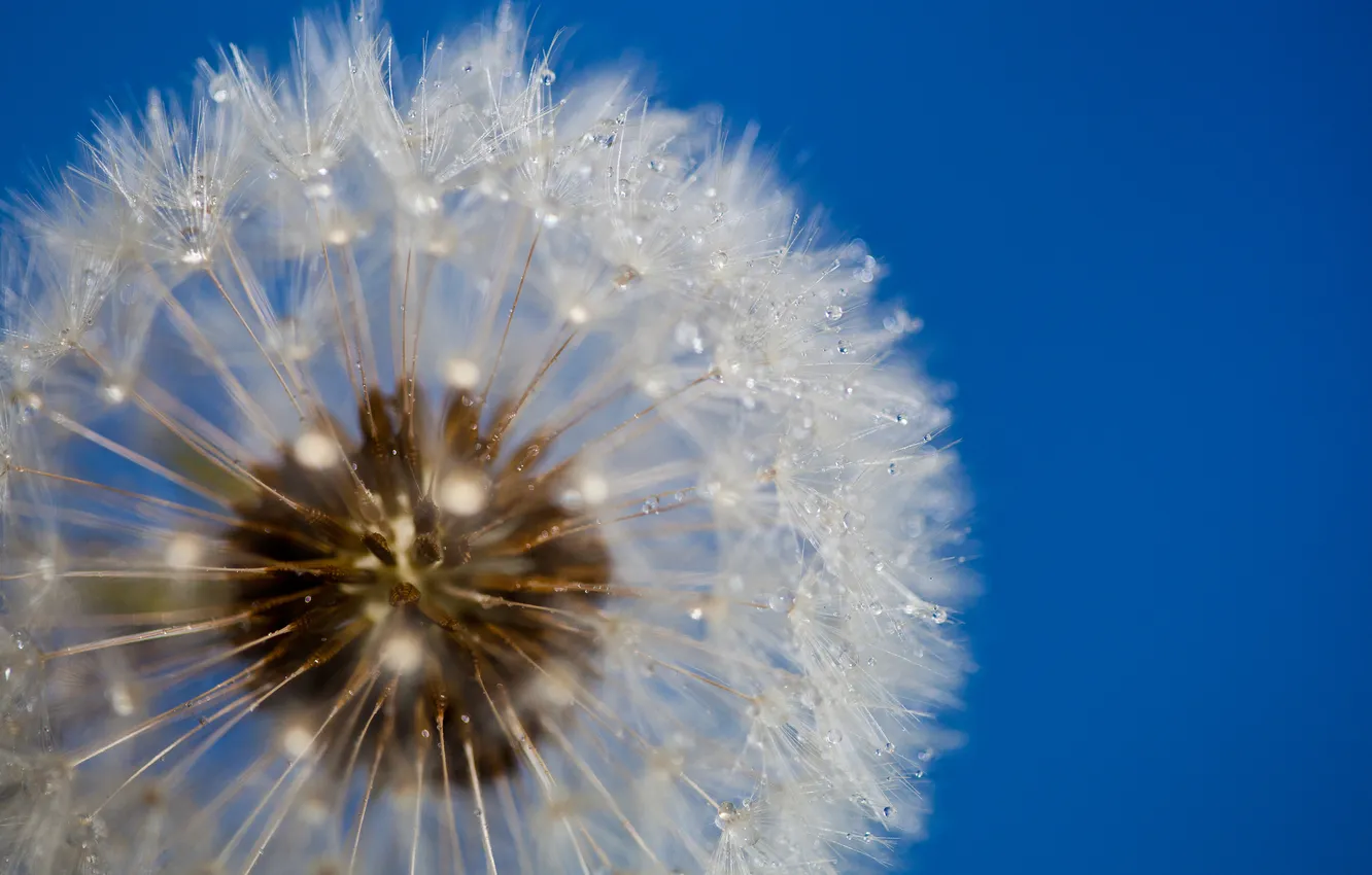 Photo wallpaper the sky, macro, dandelion, pussy, middle