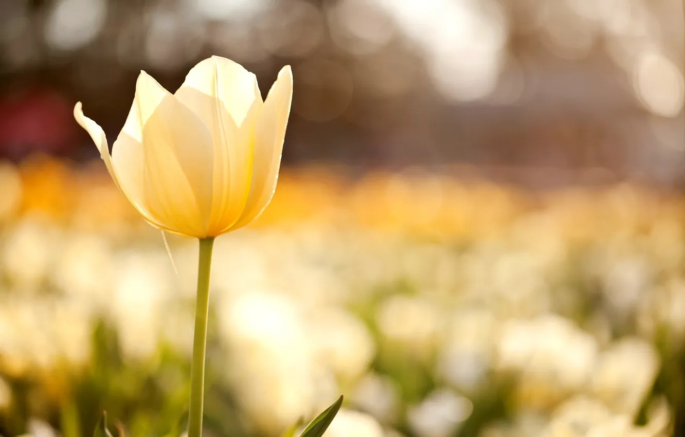 Photo wallpaper field, macro, flowers, yellow, nature, blur, tulips, bokeh