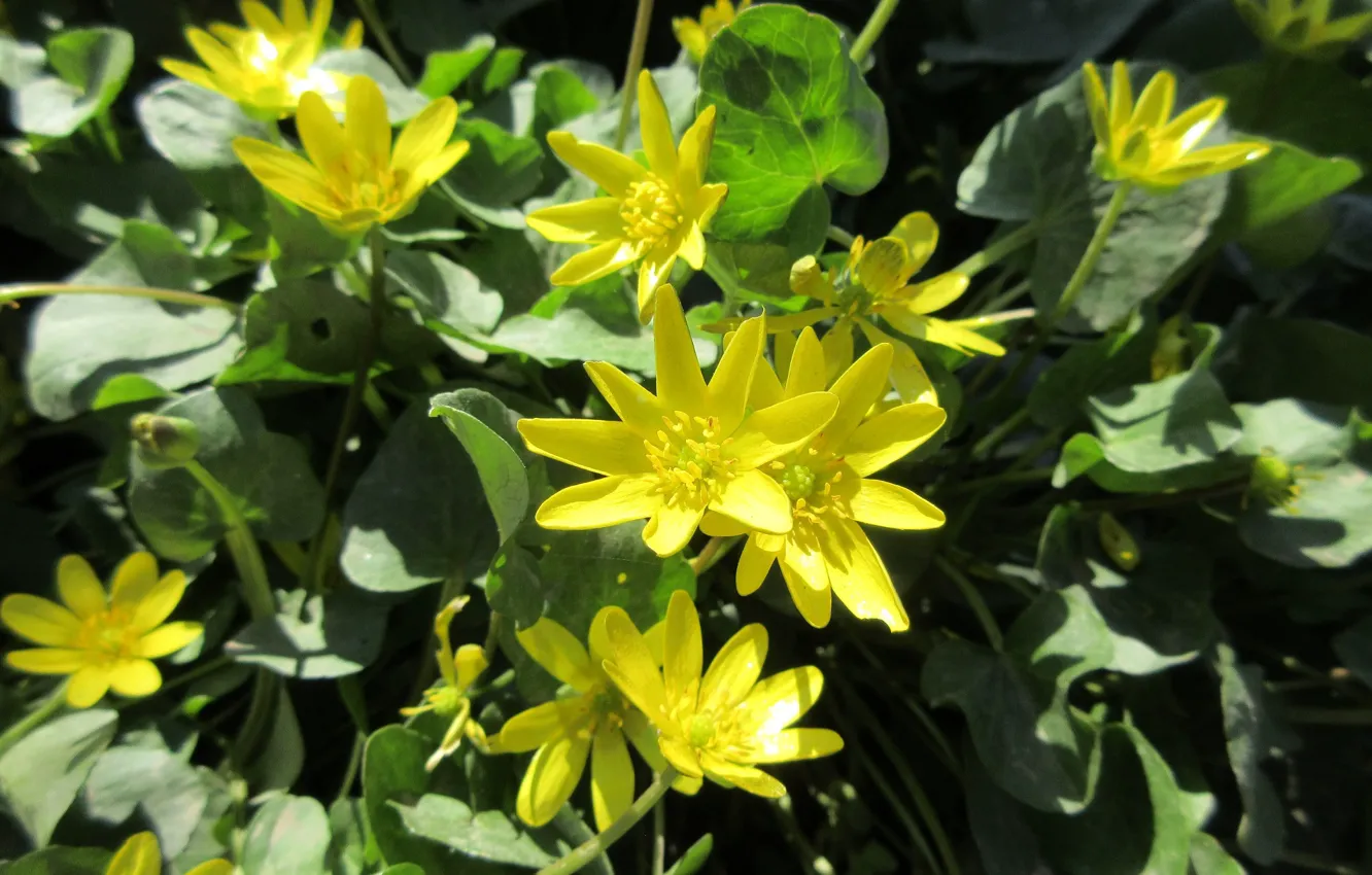 Photo wallpaper April, Yellow flowers, spring 2018, Meduzanol ©
