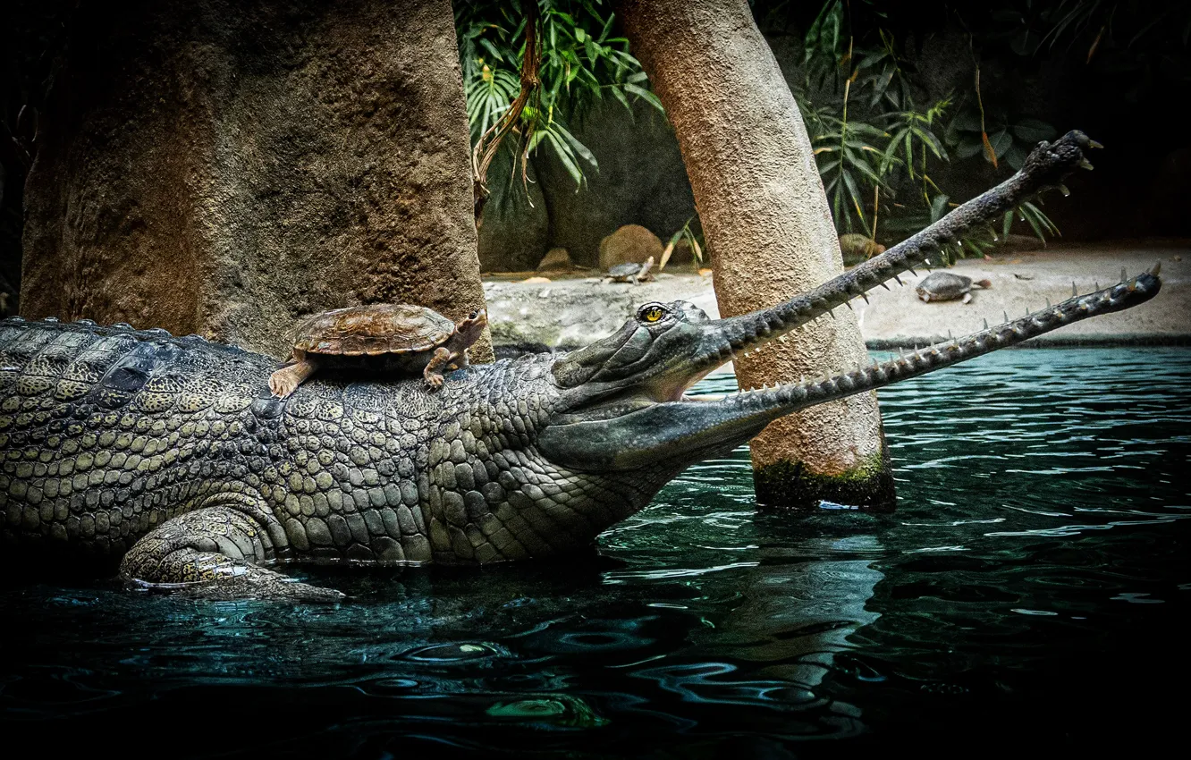 Photo wallpaper trees, turtle, teeth, crocodile, mouth, pond, water turtle
