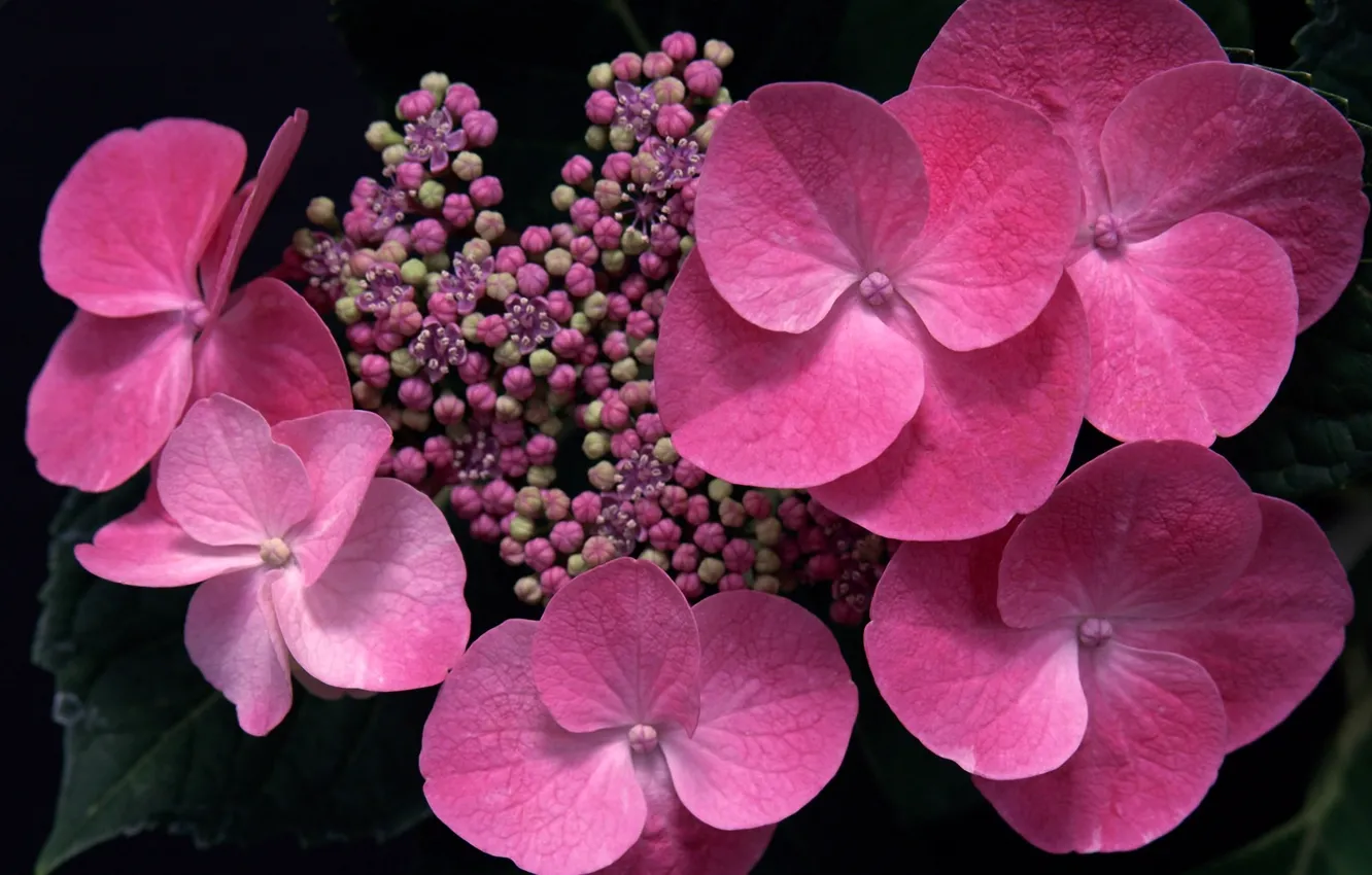 Photo wallpaper macro, flowers, pink, buds, hydrangea
