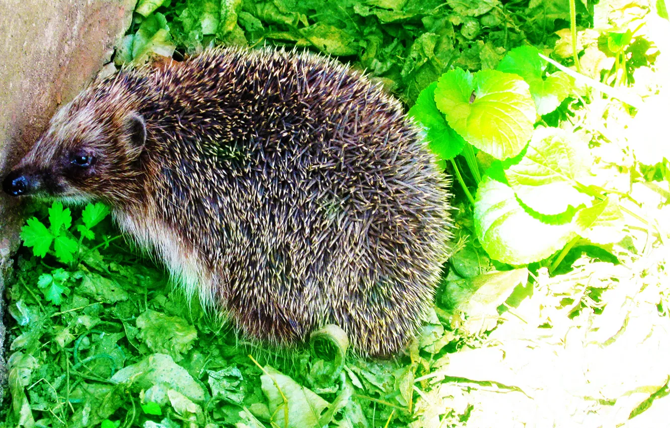 Photo wallpaper animal, barb