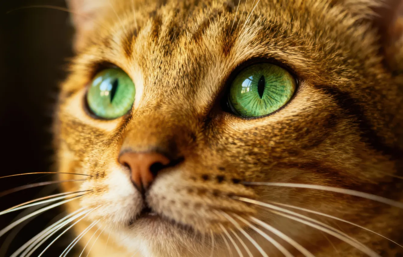 Photo wallpaper cat, cat, look, close-up, pose, grey, portrait, face