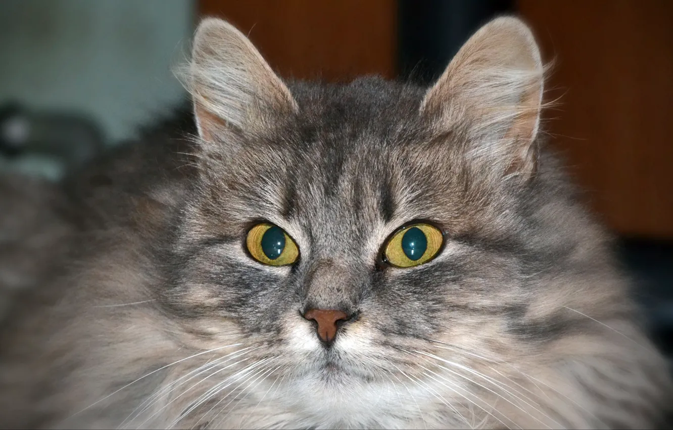 Photo wallpaper cat, Raisa, Petrovna