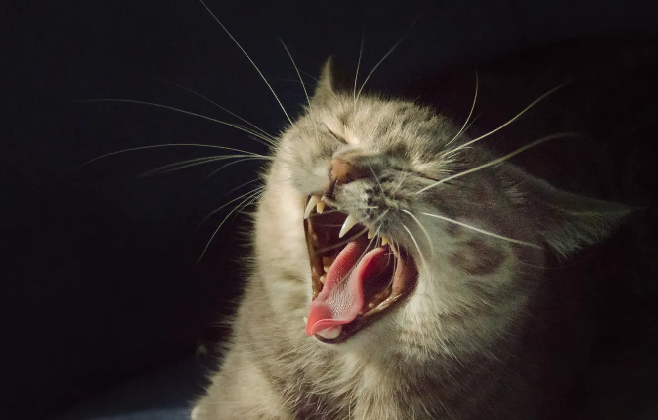 Photo wallpaper language, cat, mouth, fangs, black background, yawns, he closed his eyes