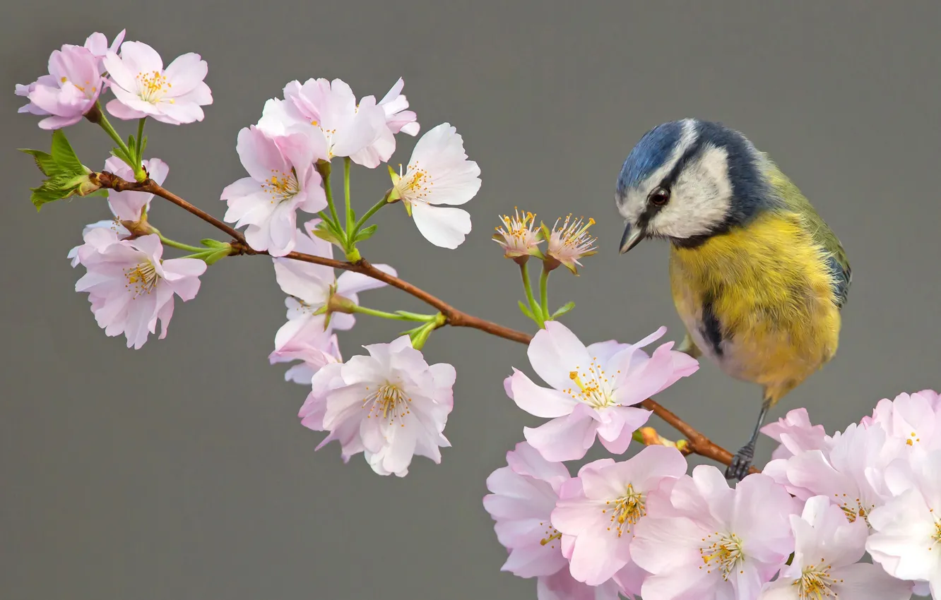 Photo wallpaper flowers, background, bird, flowering, tit, blue tit, branch of cherry