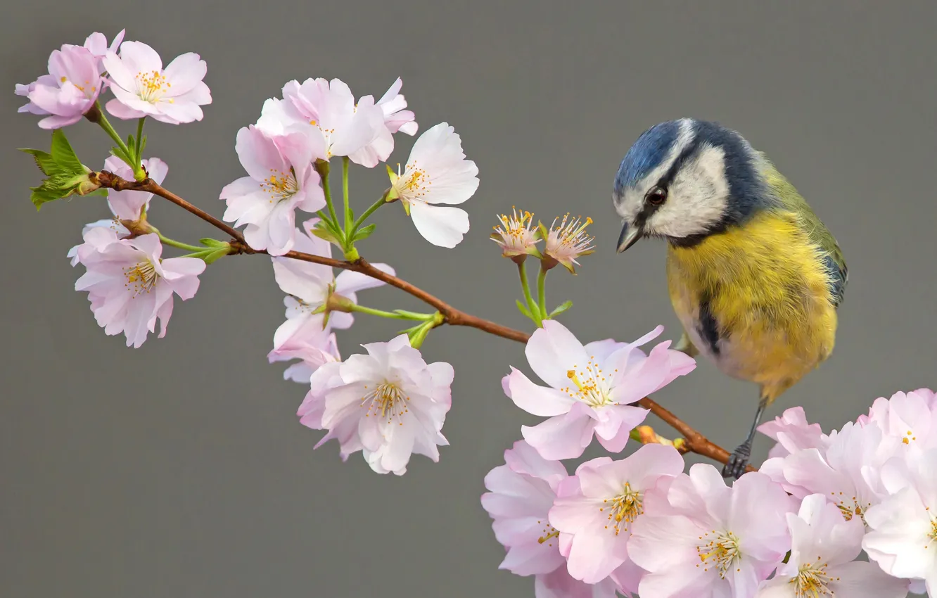 Photo wallpaper background, bird, flowering, flowers, tit, branch of cherry, Blue tit