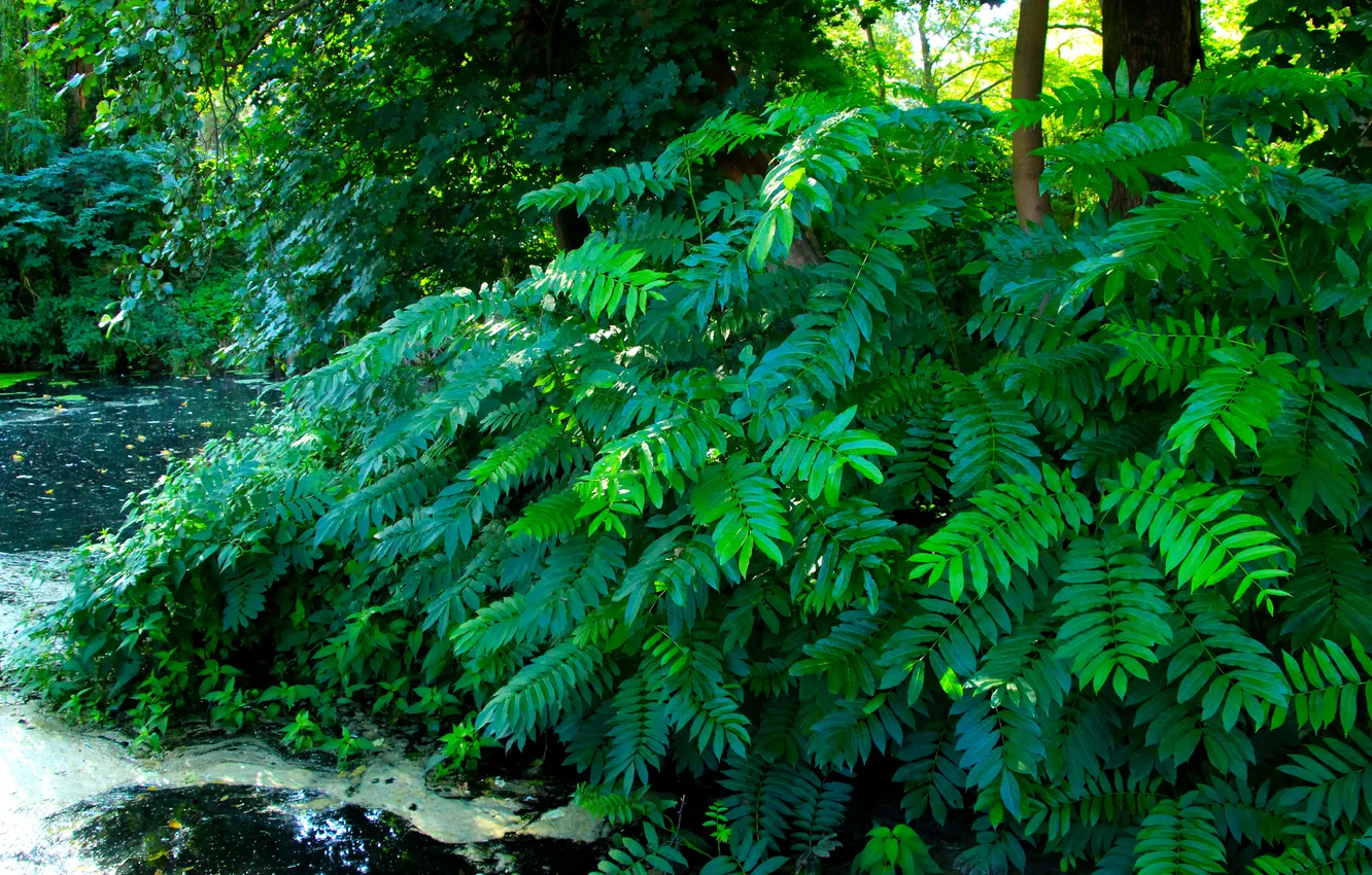 Photo wallpaper leafs, plant, twig