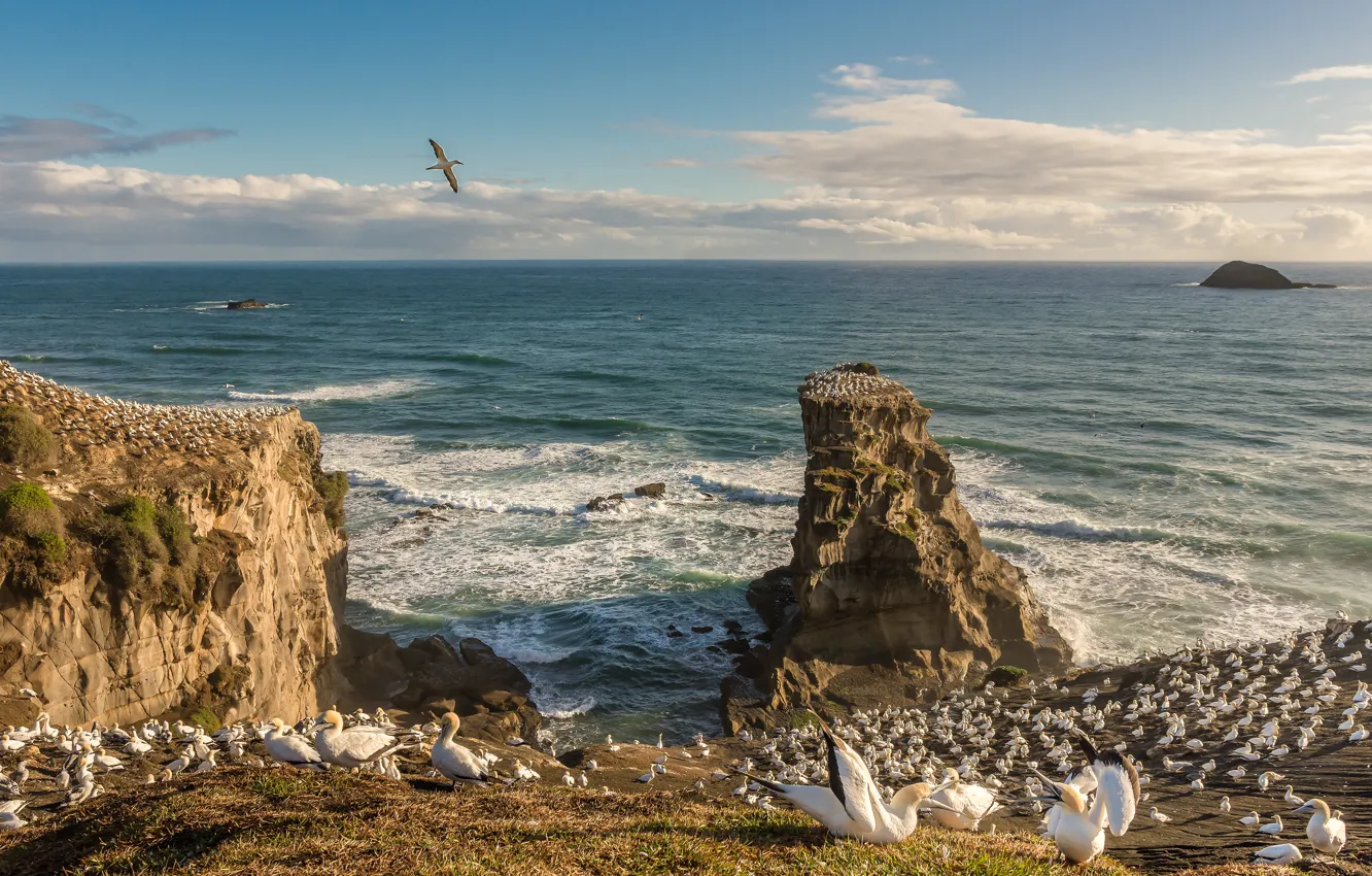 Photo wallpaper sea, bird, shore