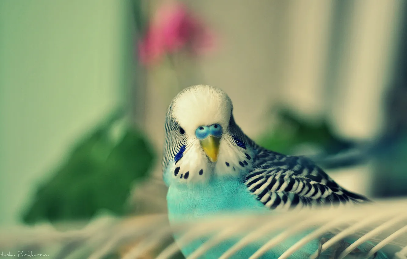 Photo wallpaper bird, parrot, bird, turquoise, chick, wavy