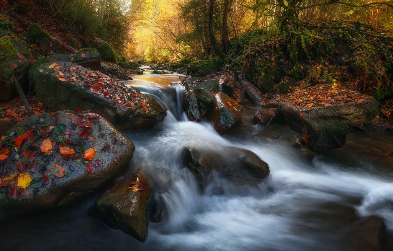 Photo wallpaper autumn, forest, leaves, nature, stream, stones, the threshold