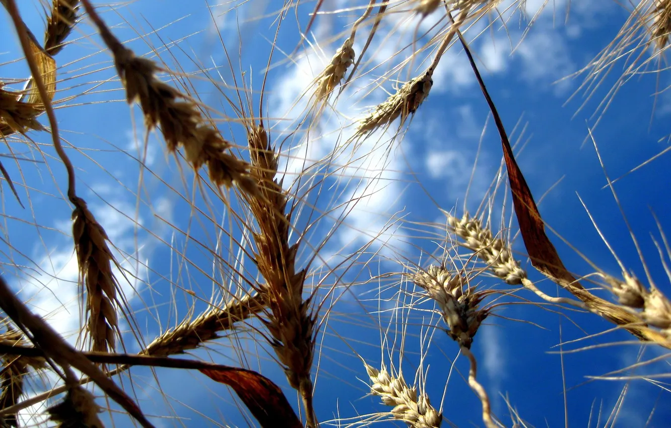 Photo wallpaper The sky, Field, Wheat