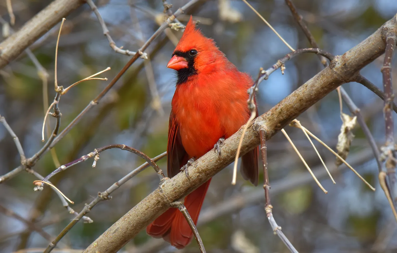Photo wallpaper branches, background, bird, cardinal, red cardinal