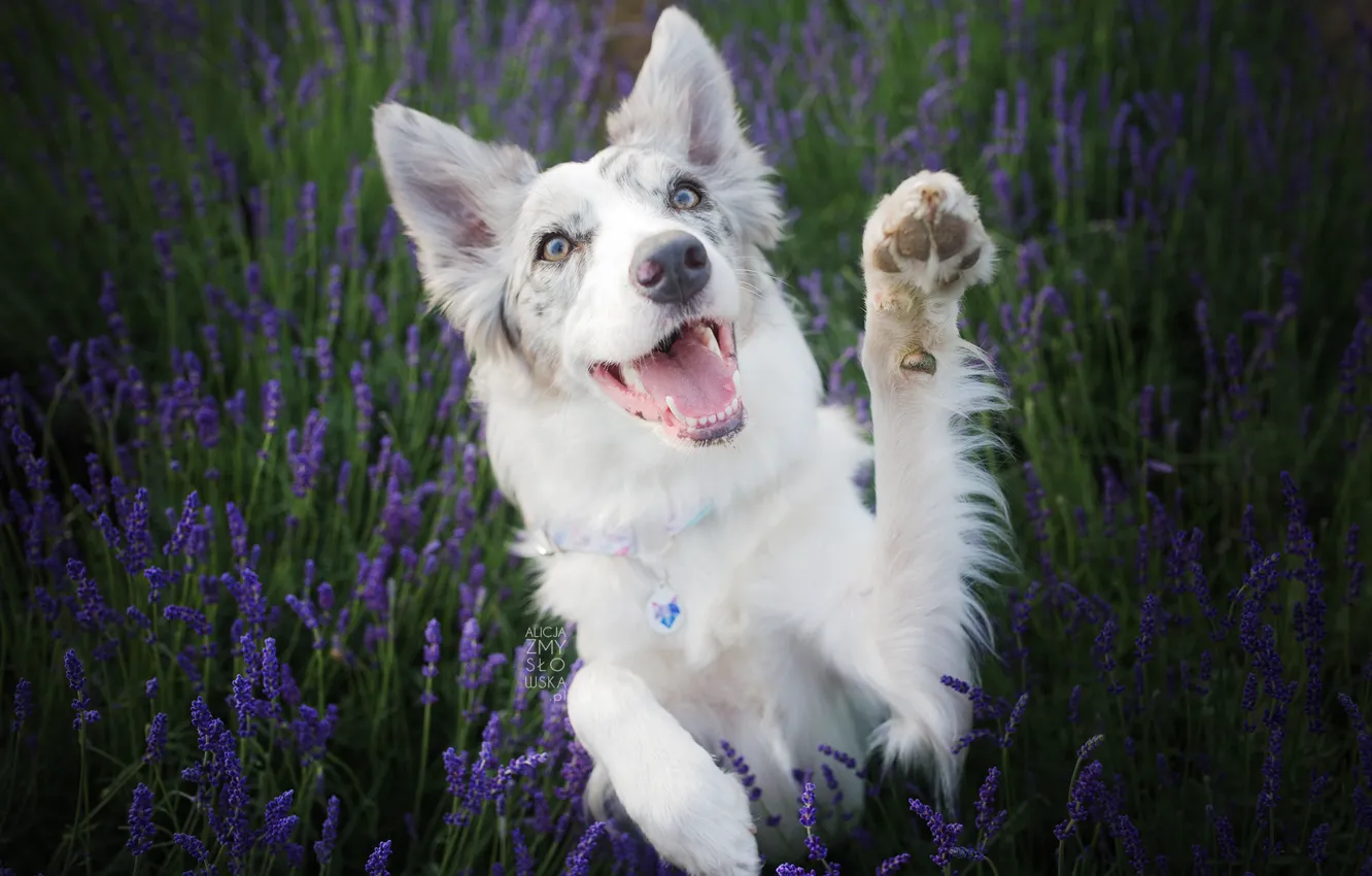 Photo wallpaper nature, each, dog, lavender, the border collie