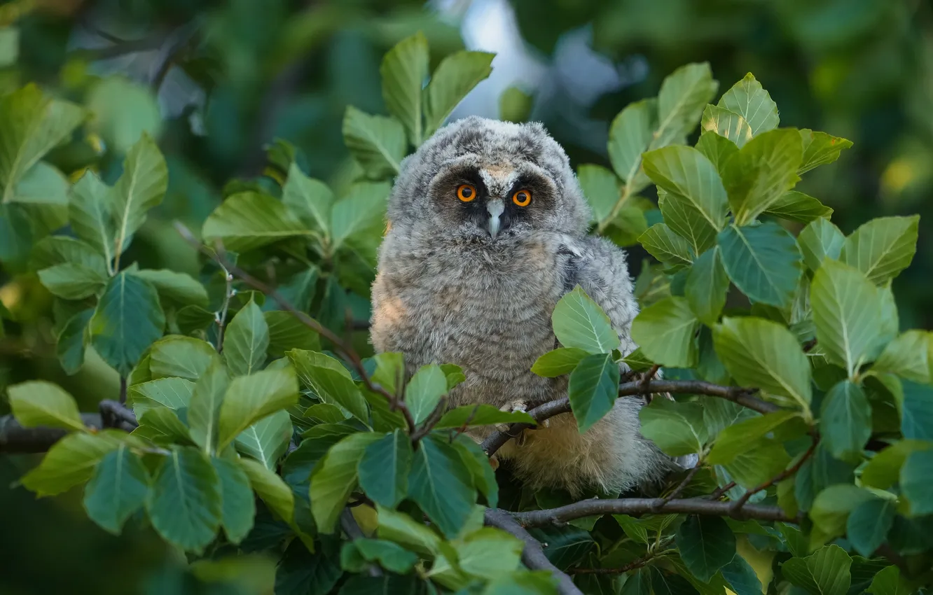 Photo wallpaper greens, look, trees, branches, grey, owl, bird, foliage