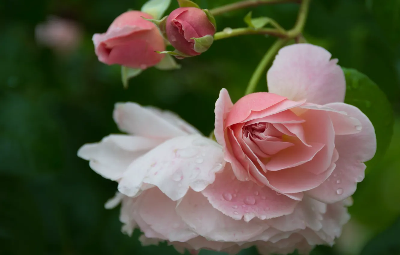Photo wallpaper water, drops, macro, flowers, roses, buds, flora