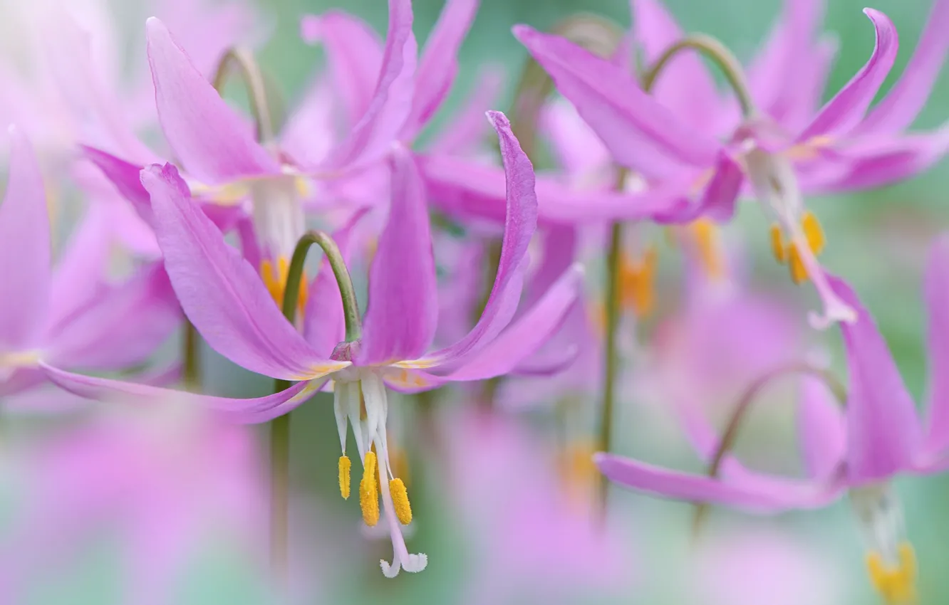 Photo wallpaper flowers, stamens, the petals