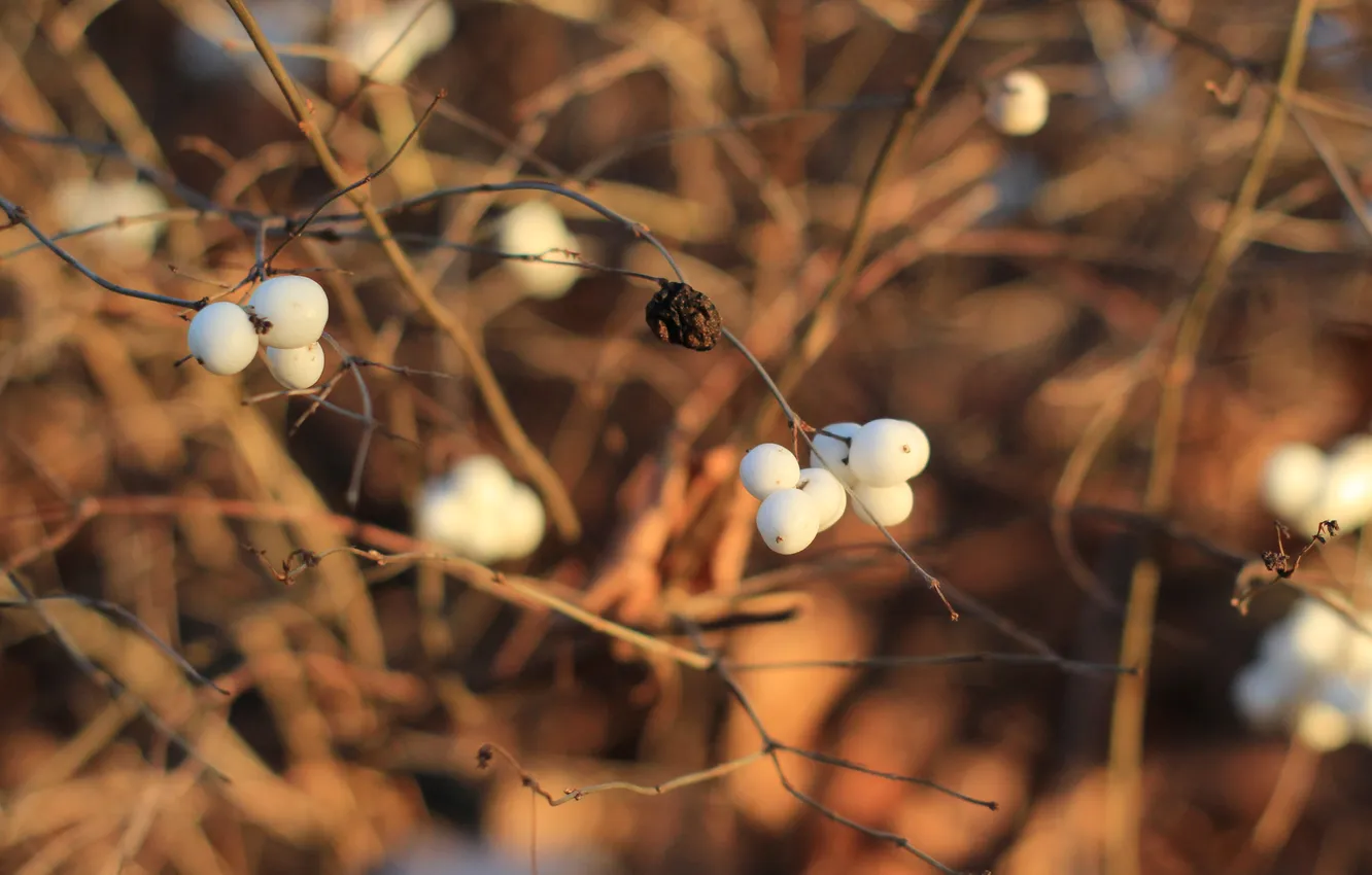 Photo wallpaper white, fruit, twig