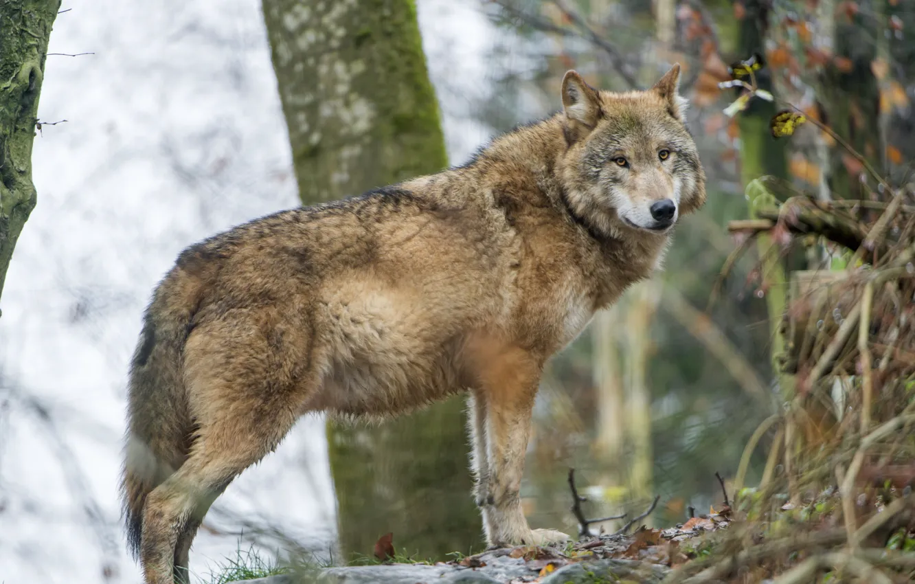 Photo wallpaper look, wolf, predator