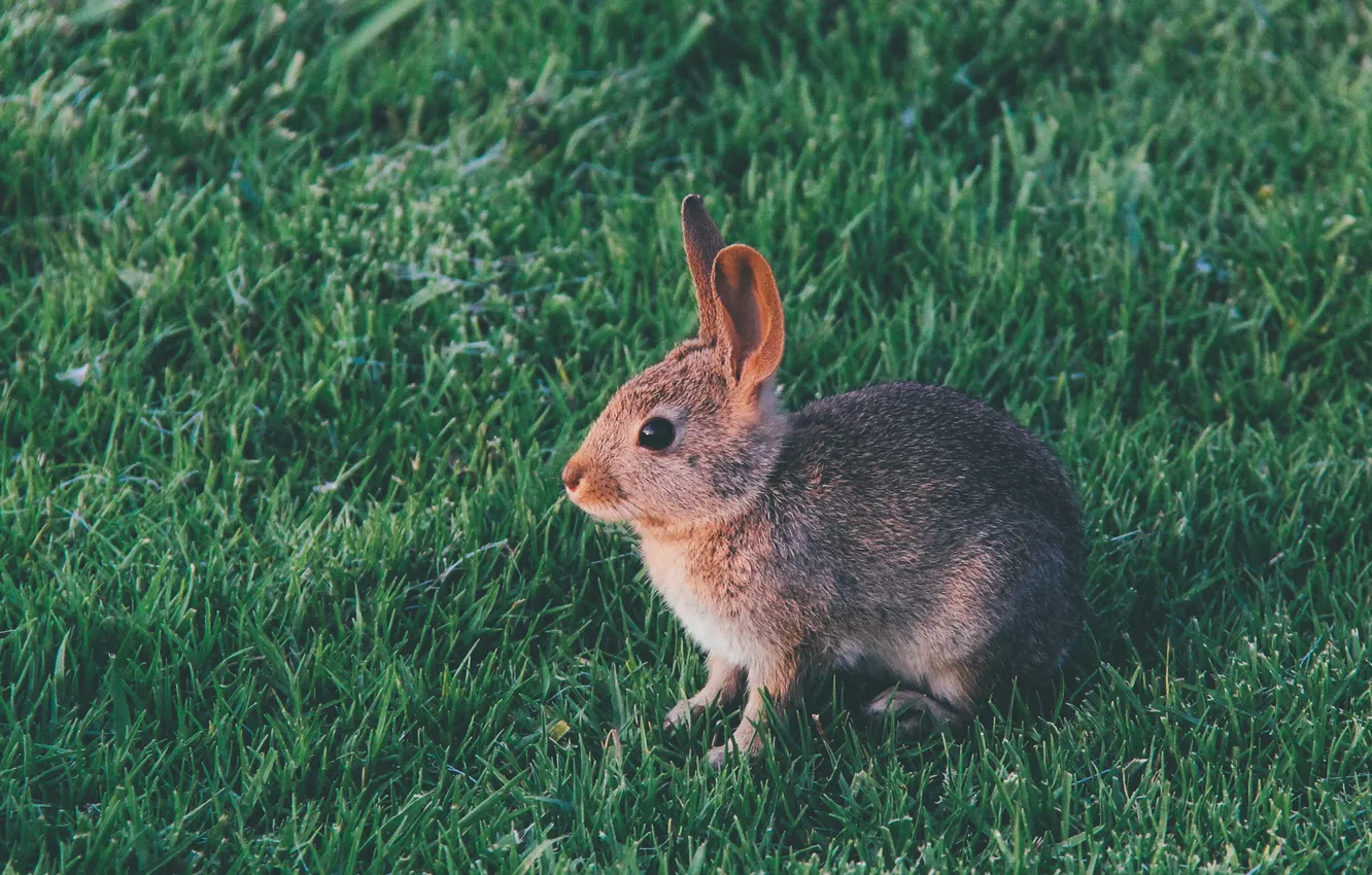Photo wallpaper grass, wool, rabbit, ears