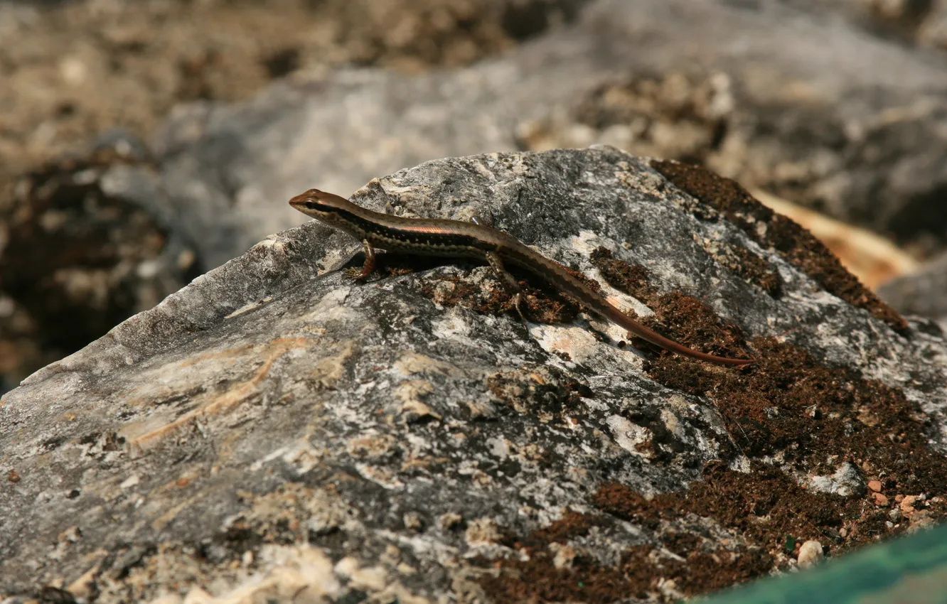 Photo wallpaper macro, nature, stones, mood, animal, stay, morning, lizard