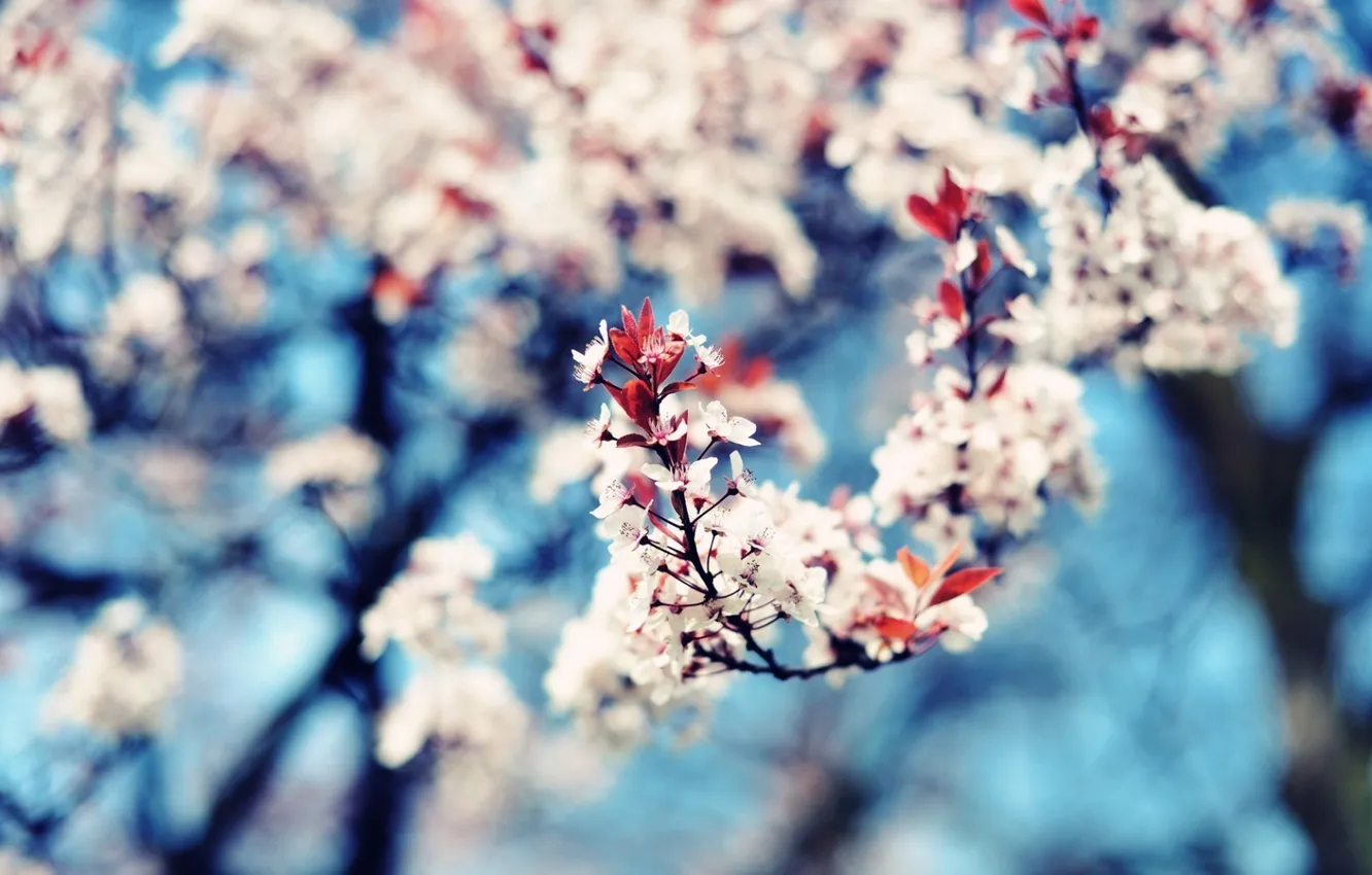 Photo wallpaper leaves, trees, flowers, branches, nature, cherry, photo, Wallpaper