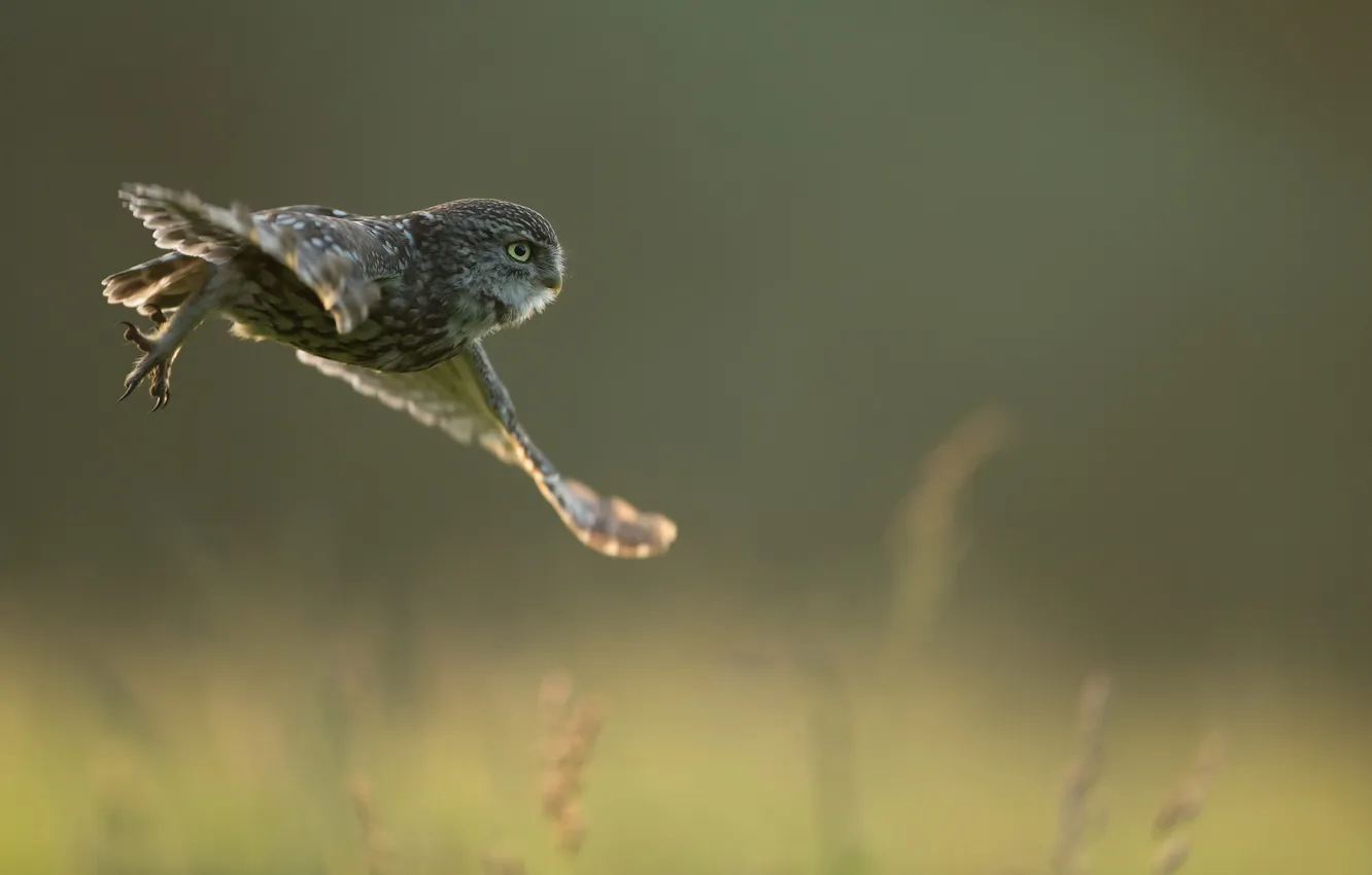 Photo wallpaper owl, bird, flight