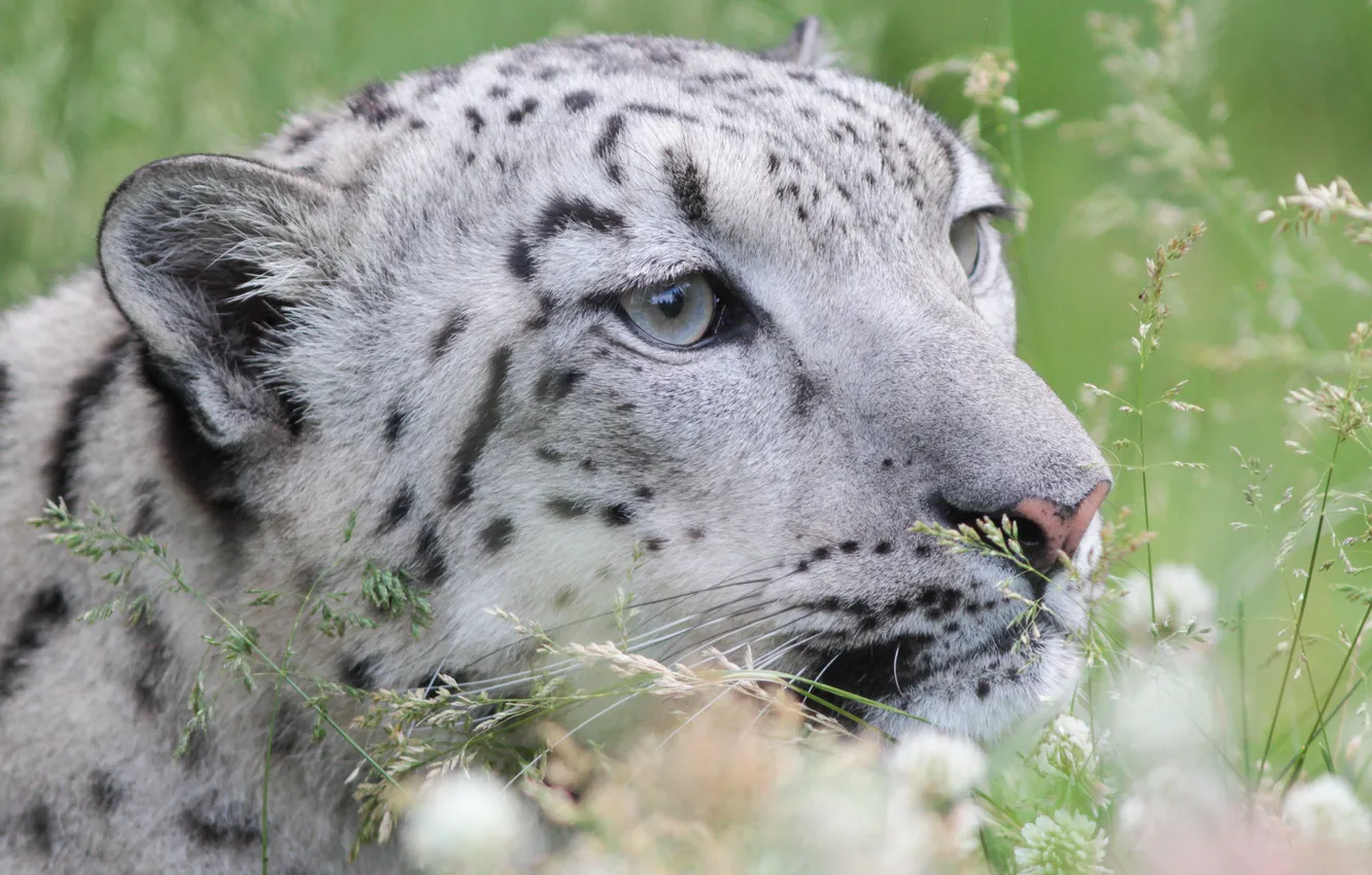 Photo wallpaper grass, hunting, snow leopard
