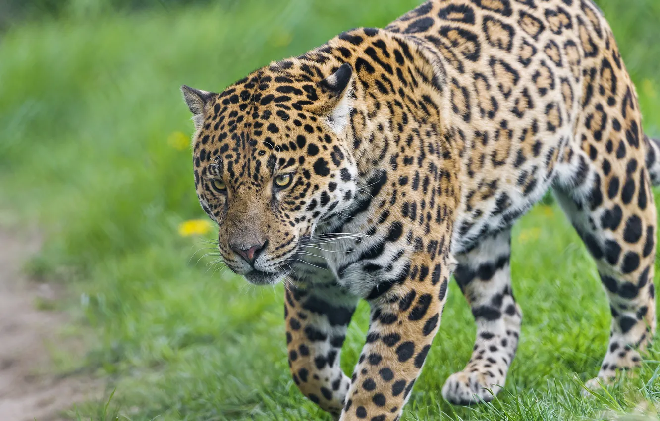 Photo wallpaper cat, grass, Jaguar, ©Tambako The Jaguar
