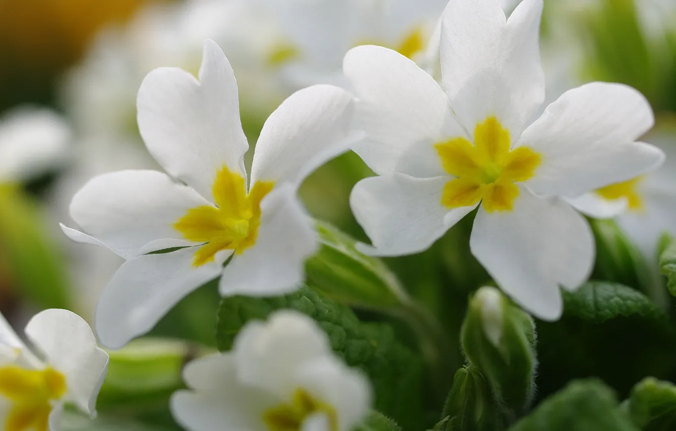 Photo wallpaper macro, flowers, nature, tenderness, plant, beauty, spring, may