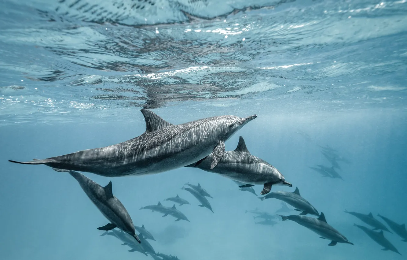 Photo wallpaper sea, wave, water, light, glare, pack, dolphins, underwater world