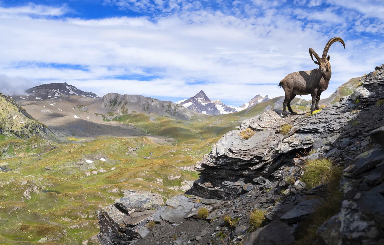Photo wallpaper the sky, mountains, nature, stones, rocks, horns, mountain, goat