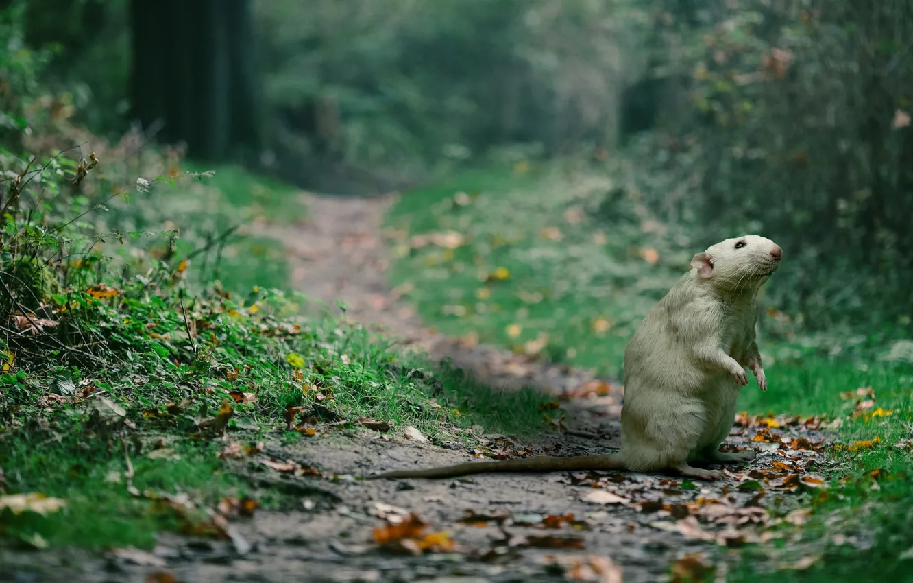 Photo wallpaper greens, forest, summer, grass, leaves, branches, nature, pose