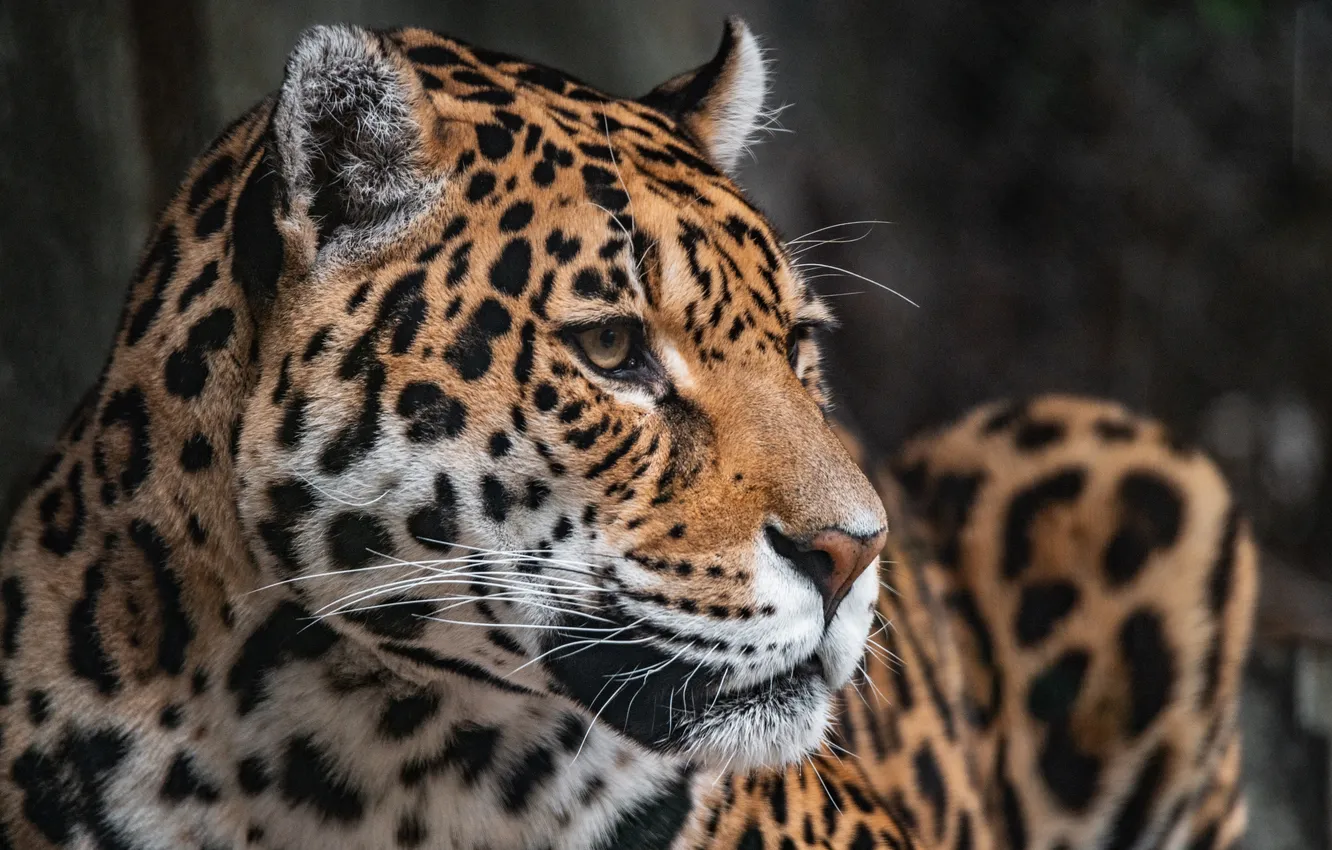 Photo wallpaper face, predator, leopard, bokeh, spotted