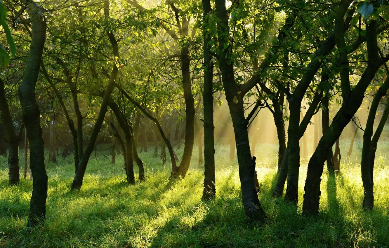 Photo wallpaper forest, light, trees, nature