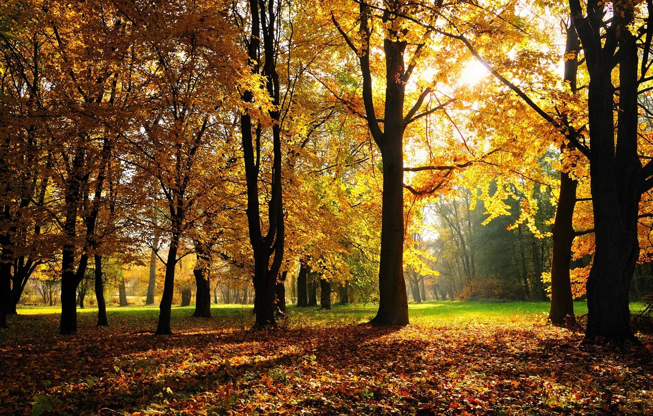 Photo wallpaper autumn, forest, grass, trees, Park, foliage