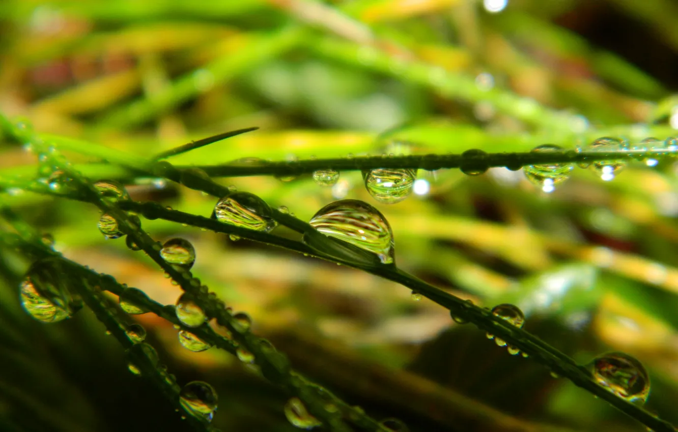 Photo wallpaper greens, drops, macro, green, Leaves, leaves, macro, drops