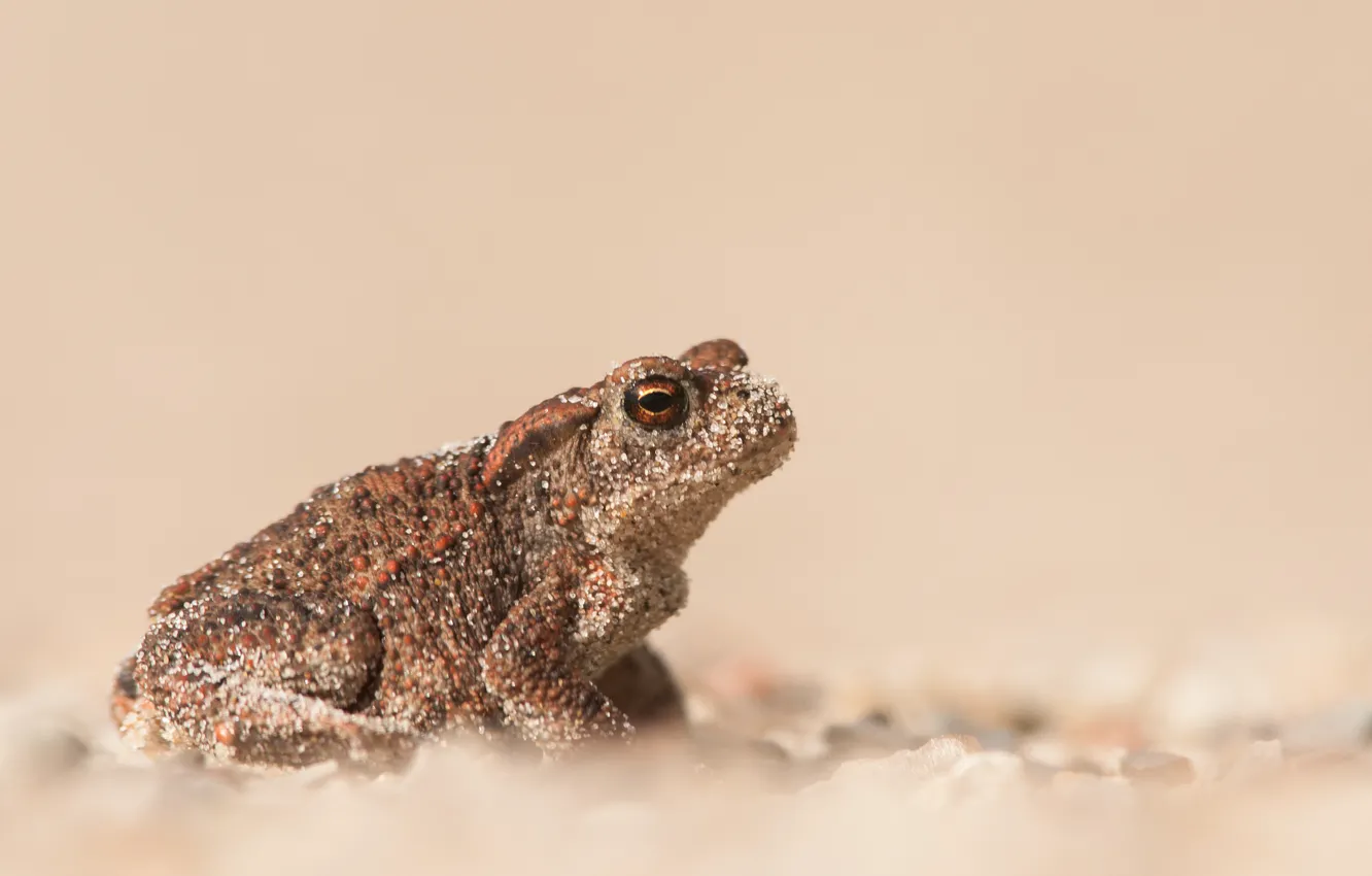 Photo wallpaper sand, frog, blur, toad, bokeh
