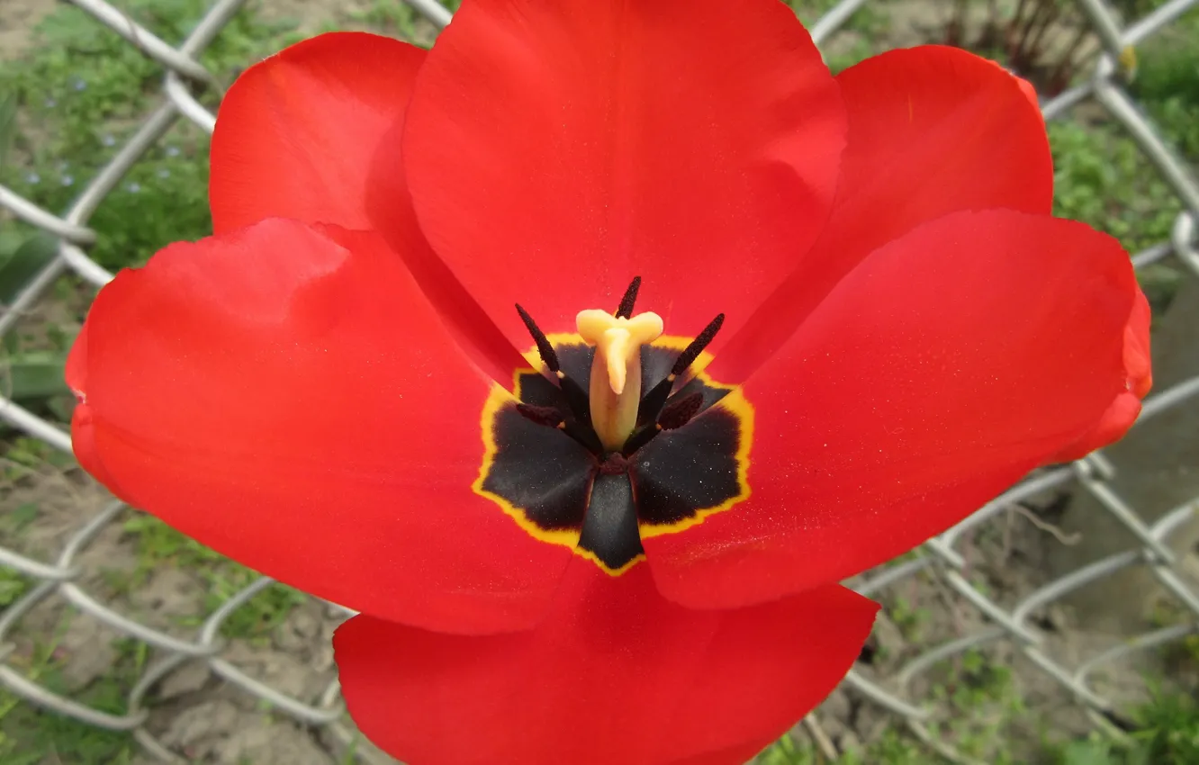 Photo wallpaper tulips, Meduzanol ©, spring 2018, red, April