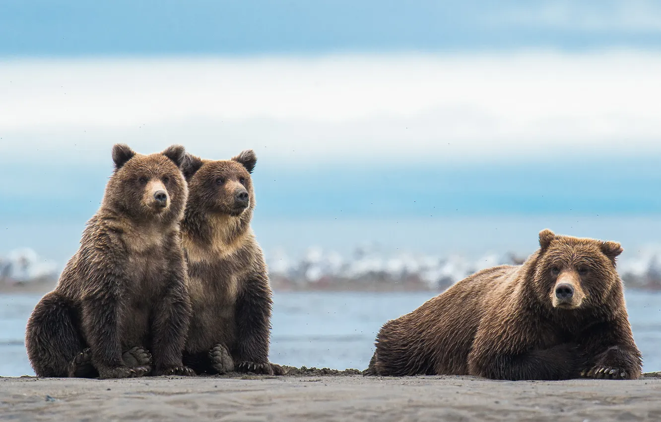 Photo wallpaper pose, shore, bear, bear, pond, bear, mother, teen